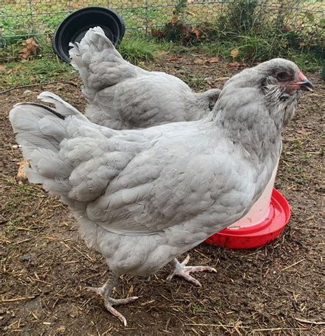 We offer exotic <b>chickens</b> to provide fun,and colorful eggs. . Chickens for sale blue mountains
